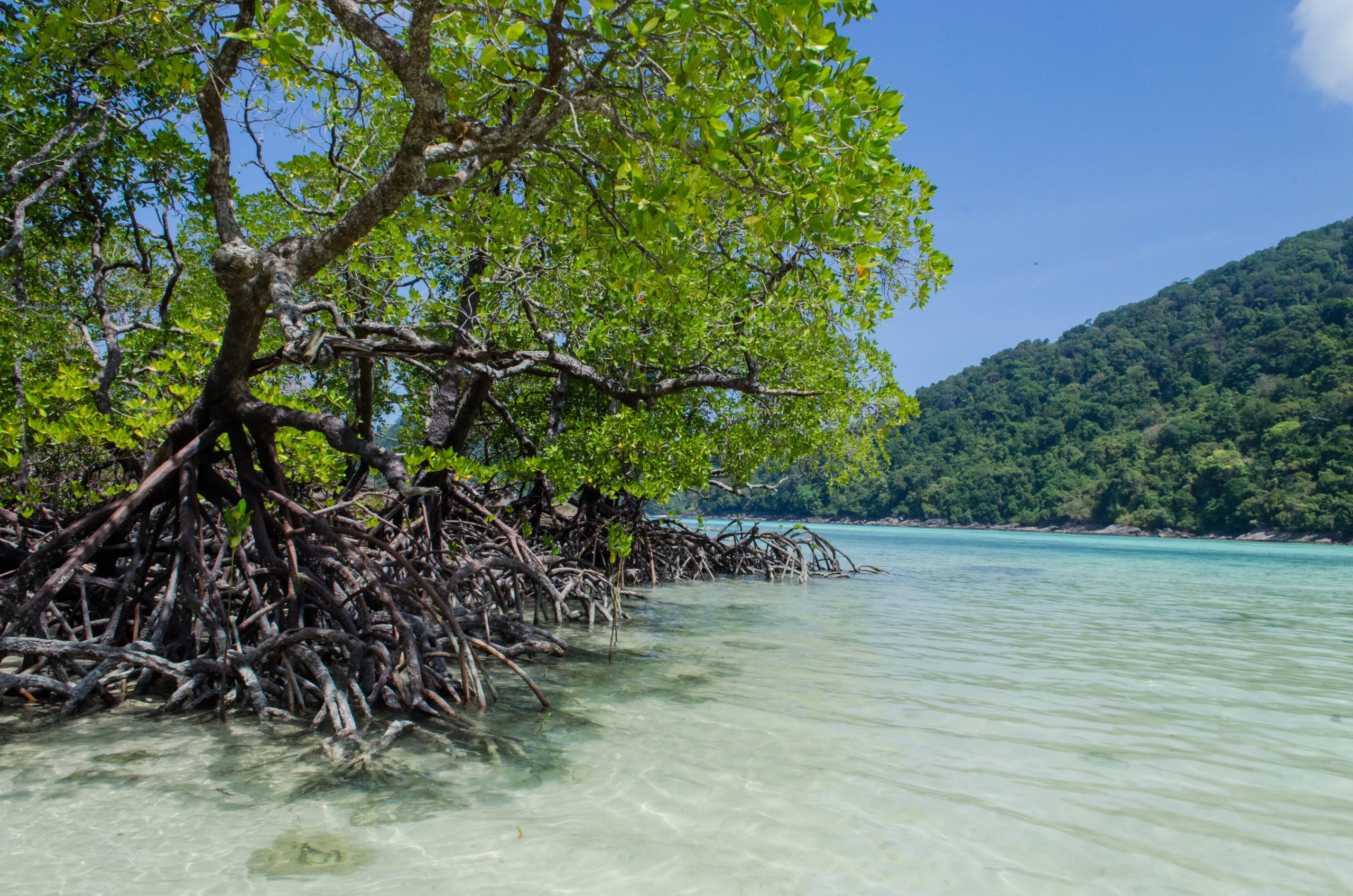 Tropical mangrove forest along coastal in Surin Island, Phangnga