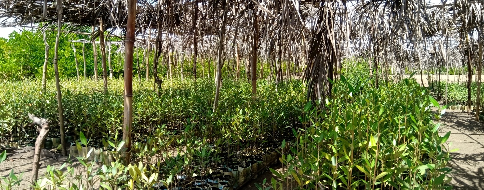 <p>A community established mangrove nursery of <em>Avicennia marina</em> species in Tsunza, Kwale</p>
