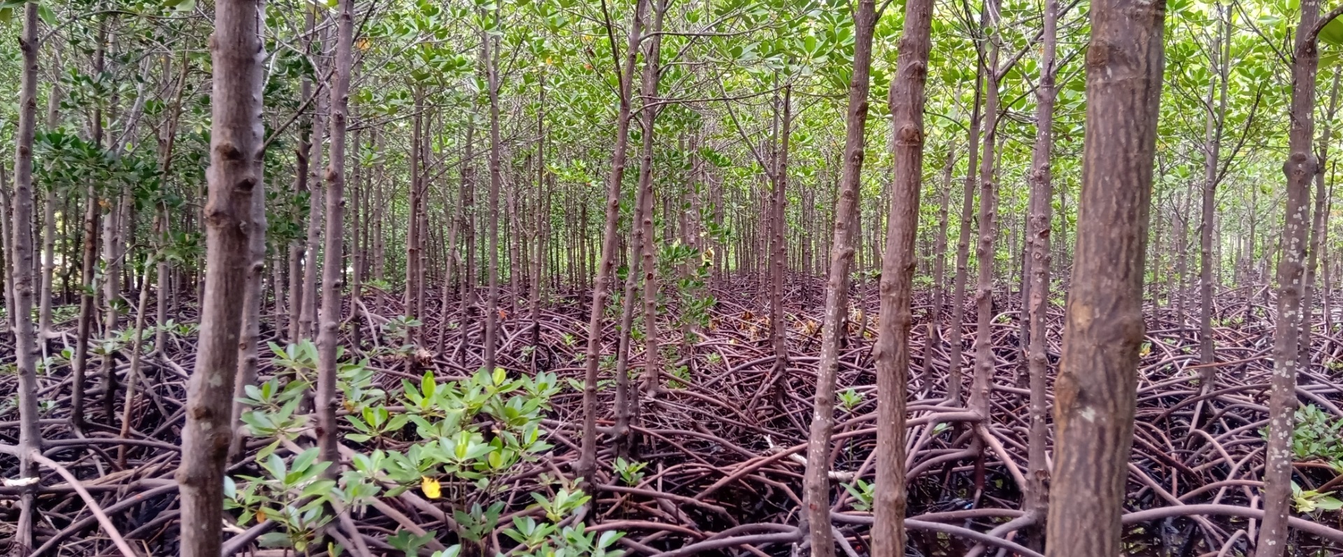 A 21 years old Rhizophora mangrove plantation at Gazi Bay, Kenya