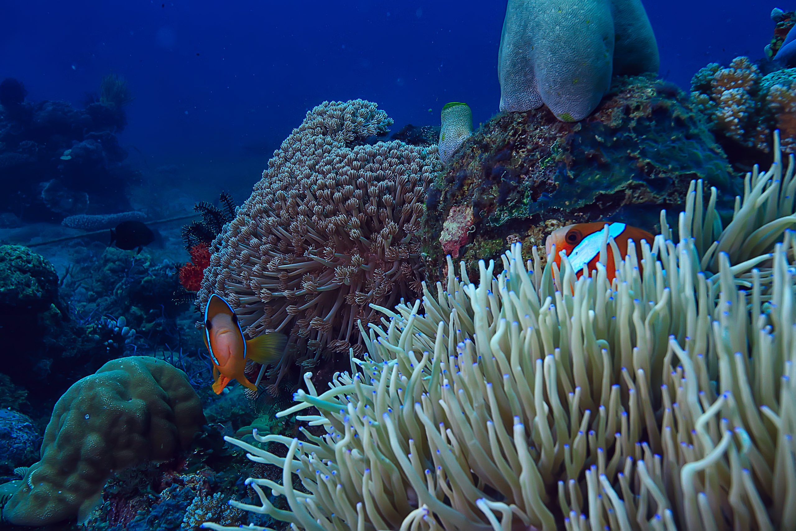 coral-reef-underwater-lagoon-with-corals-underwater-landscape-snorkeling-trip (2)