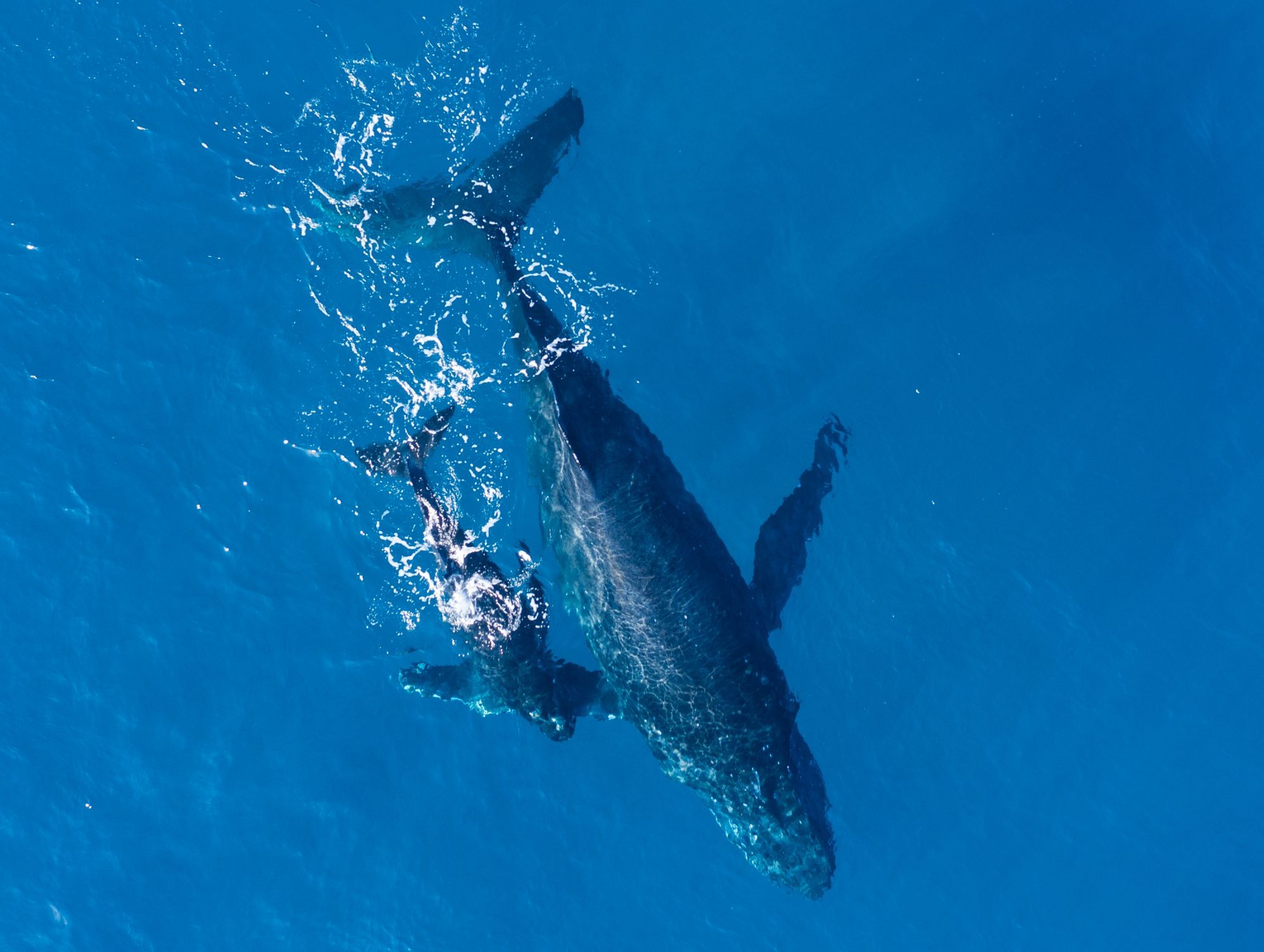 Humpback whales photographed from above with aerial drone off the coast of Kapalua, Hawaii