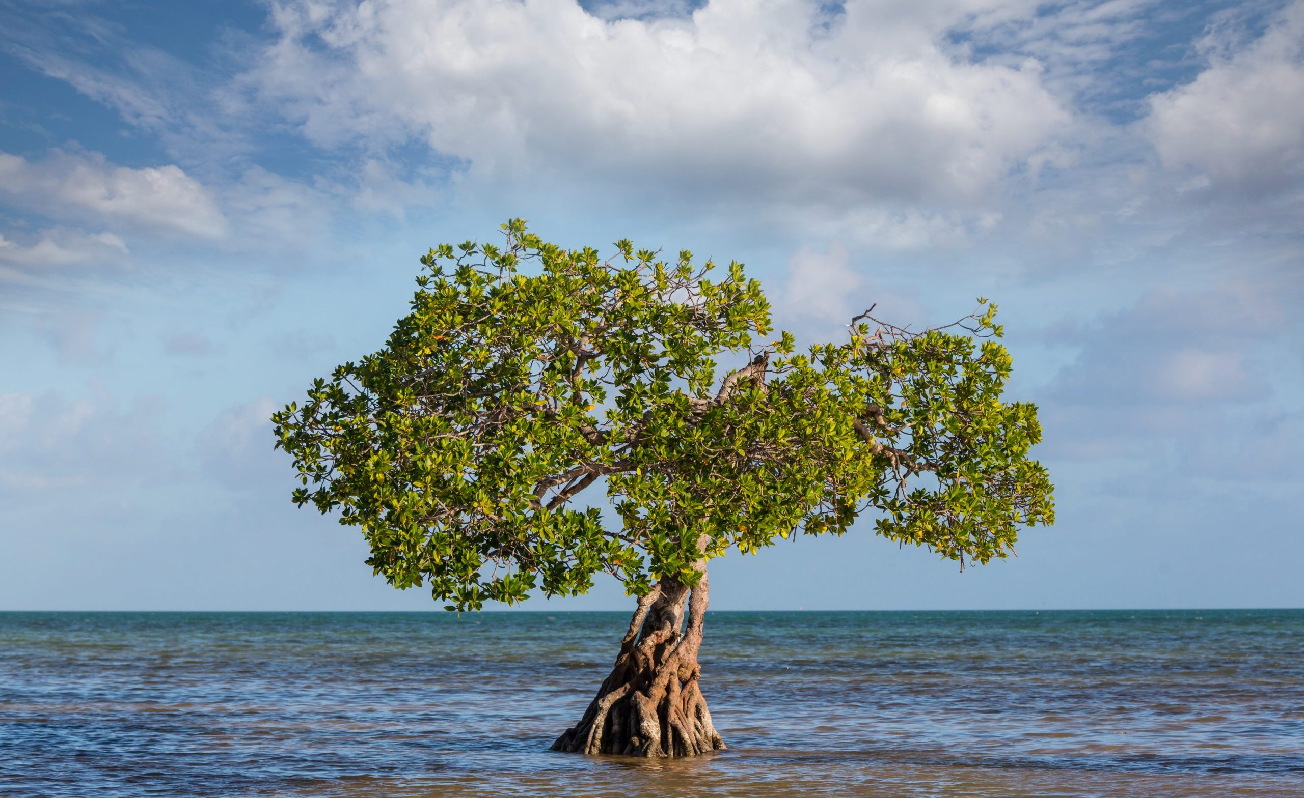 Mangroves