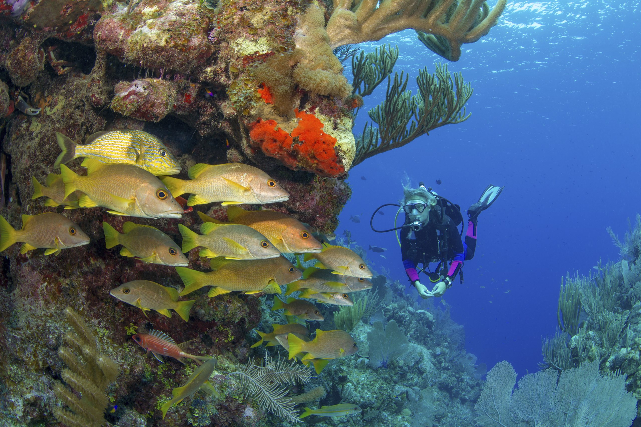 Scuba diver viewing school of snapper on a coral reef.,Cayman islands