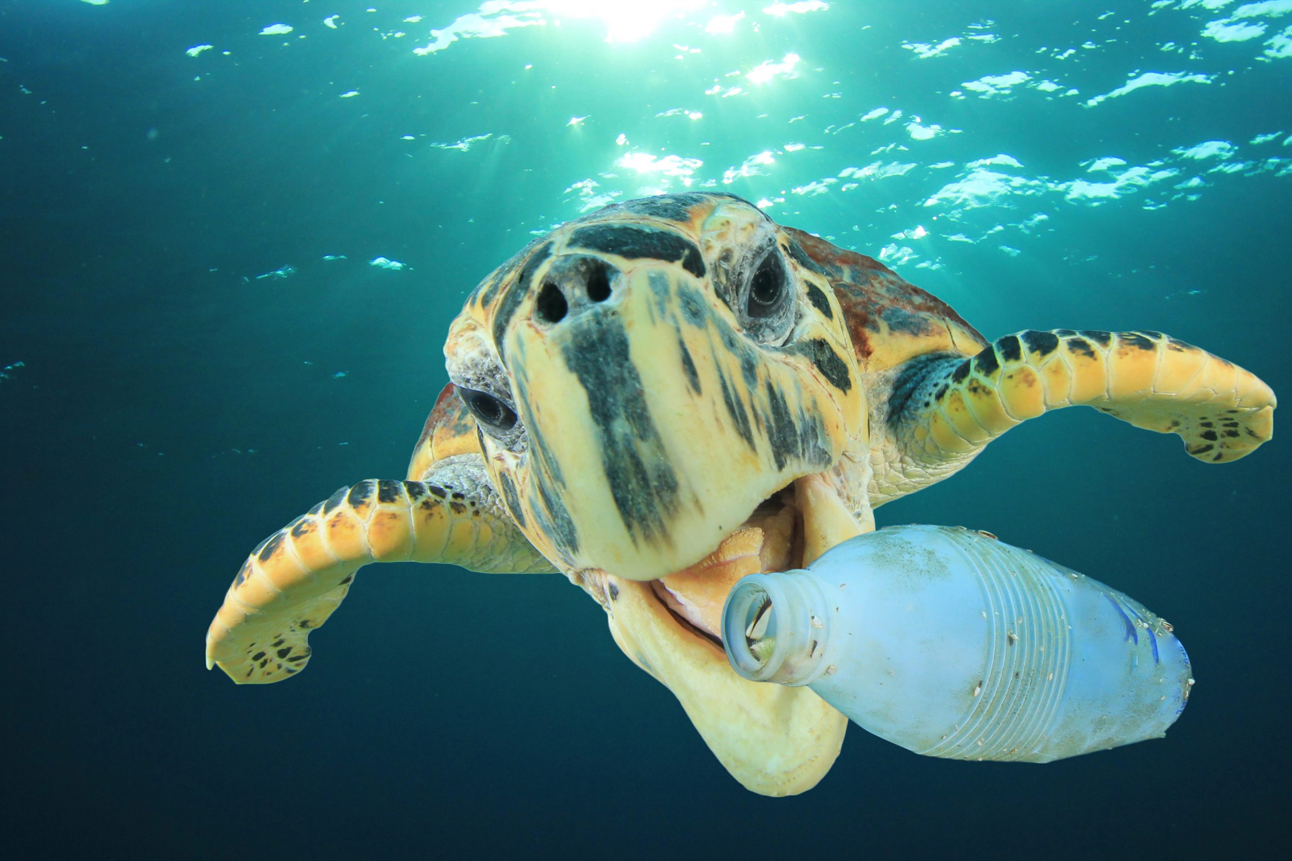 Plastic pollution problem - Sea Turtle eating plastic bottle in