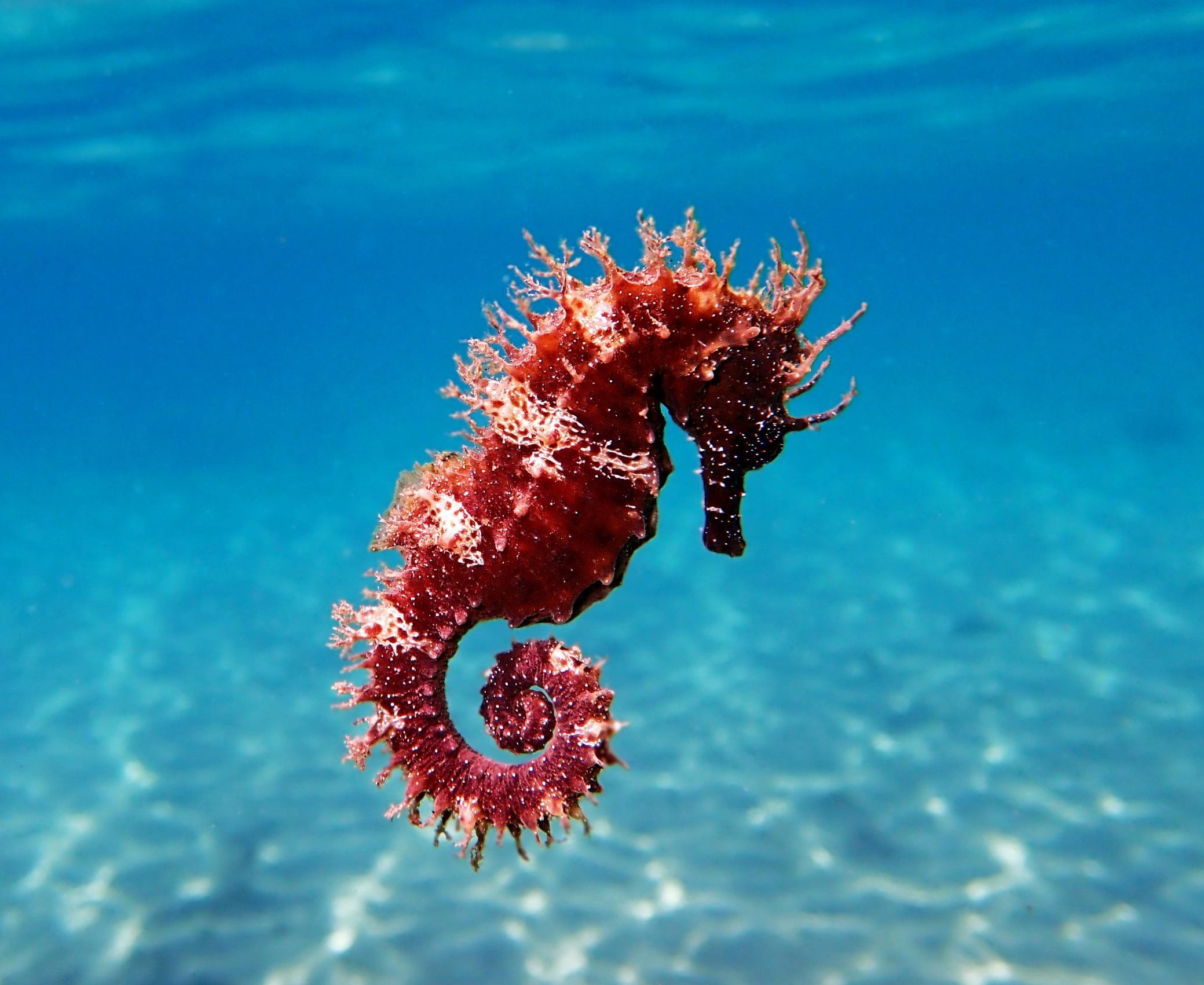 Mediterranean Seahorse - Hippocampus guttulatus