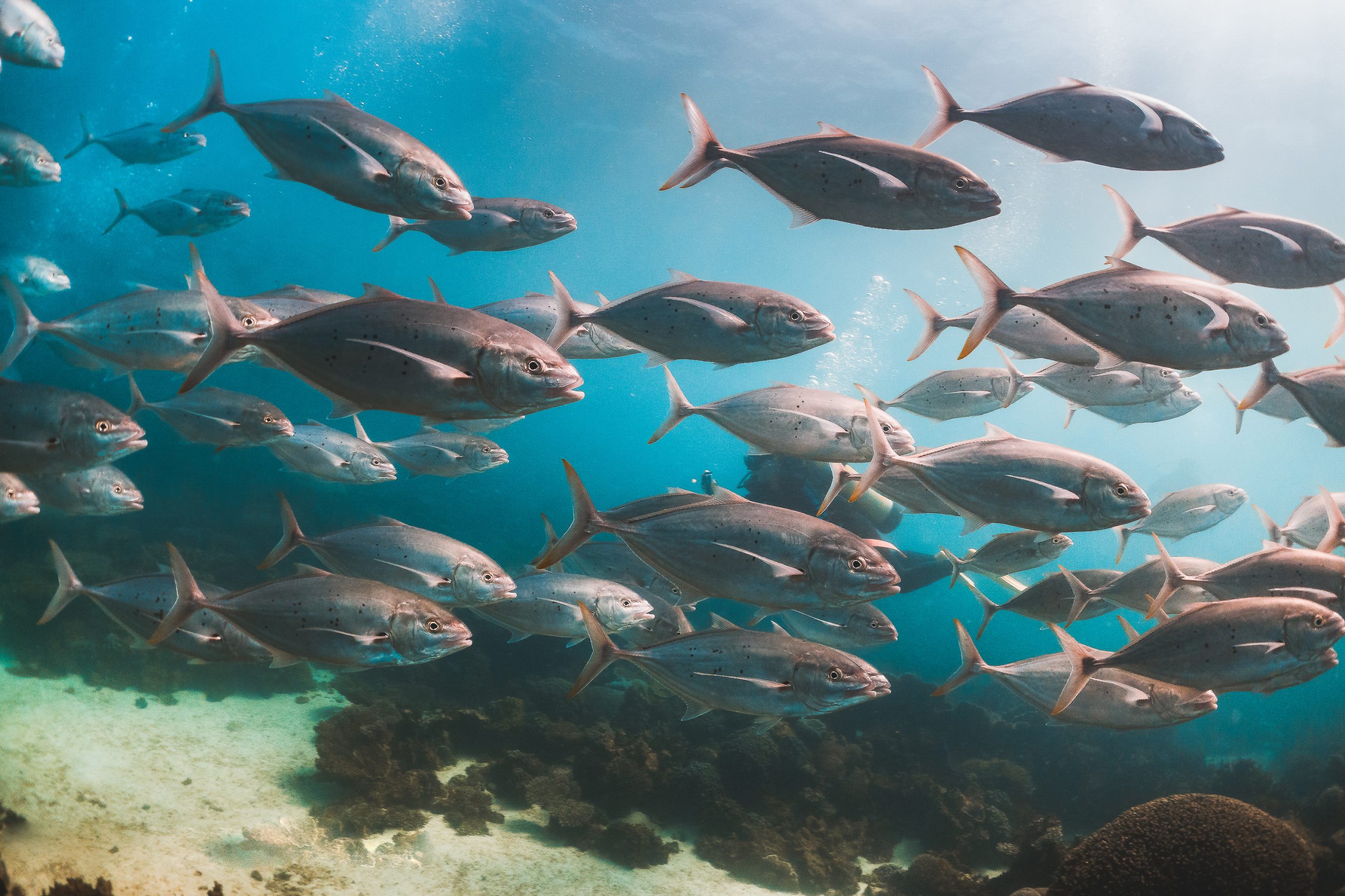 Pelagic schooling fish swimming in deep blue ocean