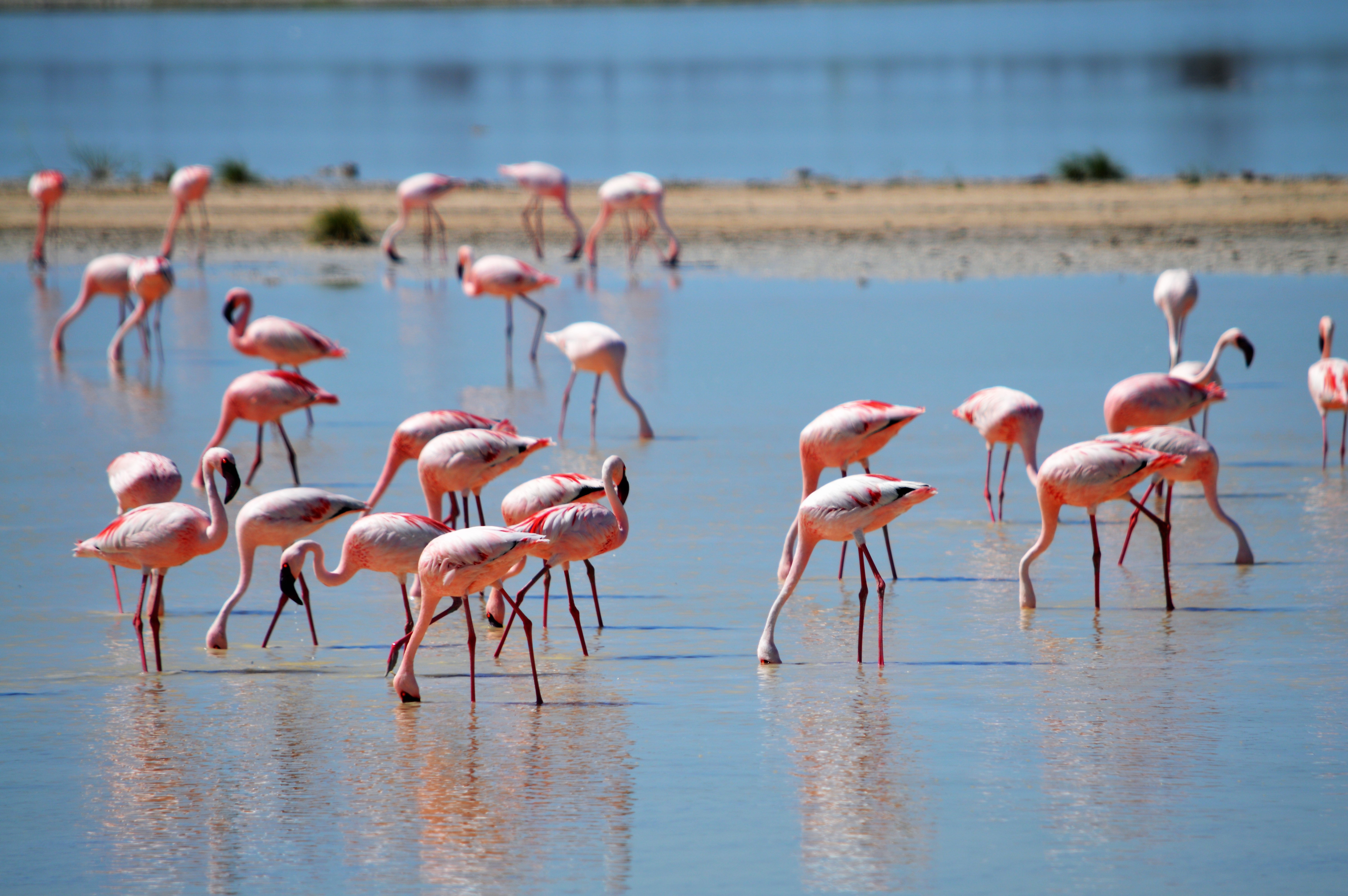 Namibia_Flamingos