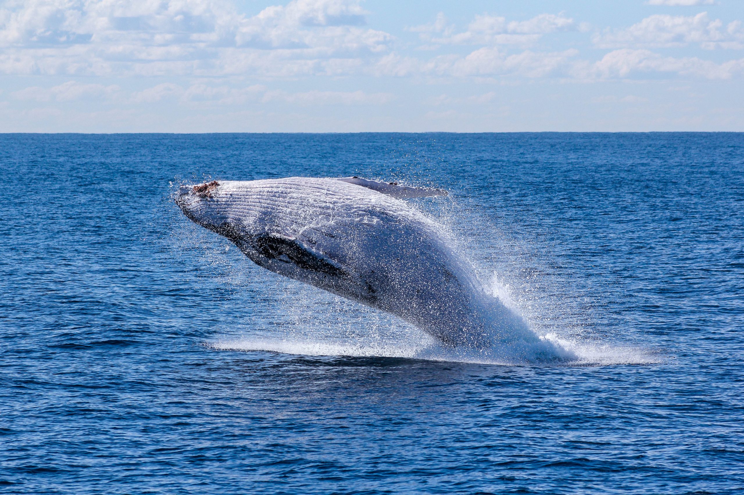 australia5 whale