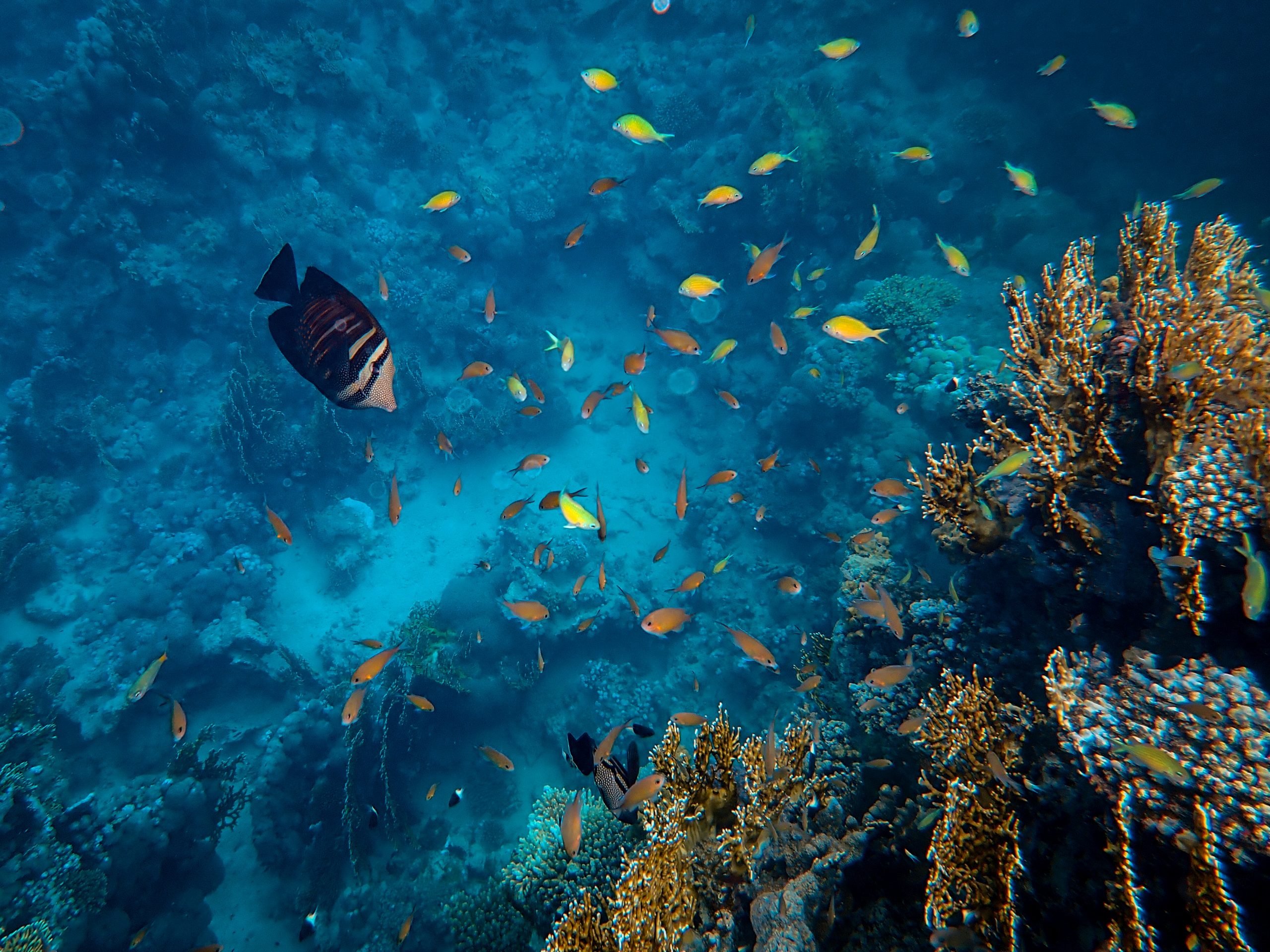 Beautiful fish swimming around corals under the sea