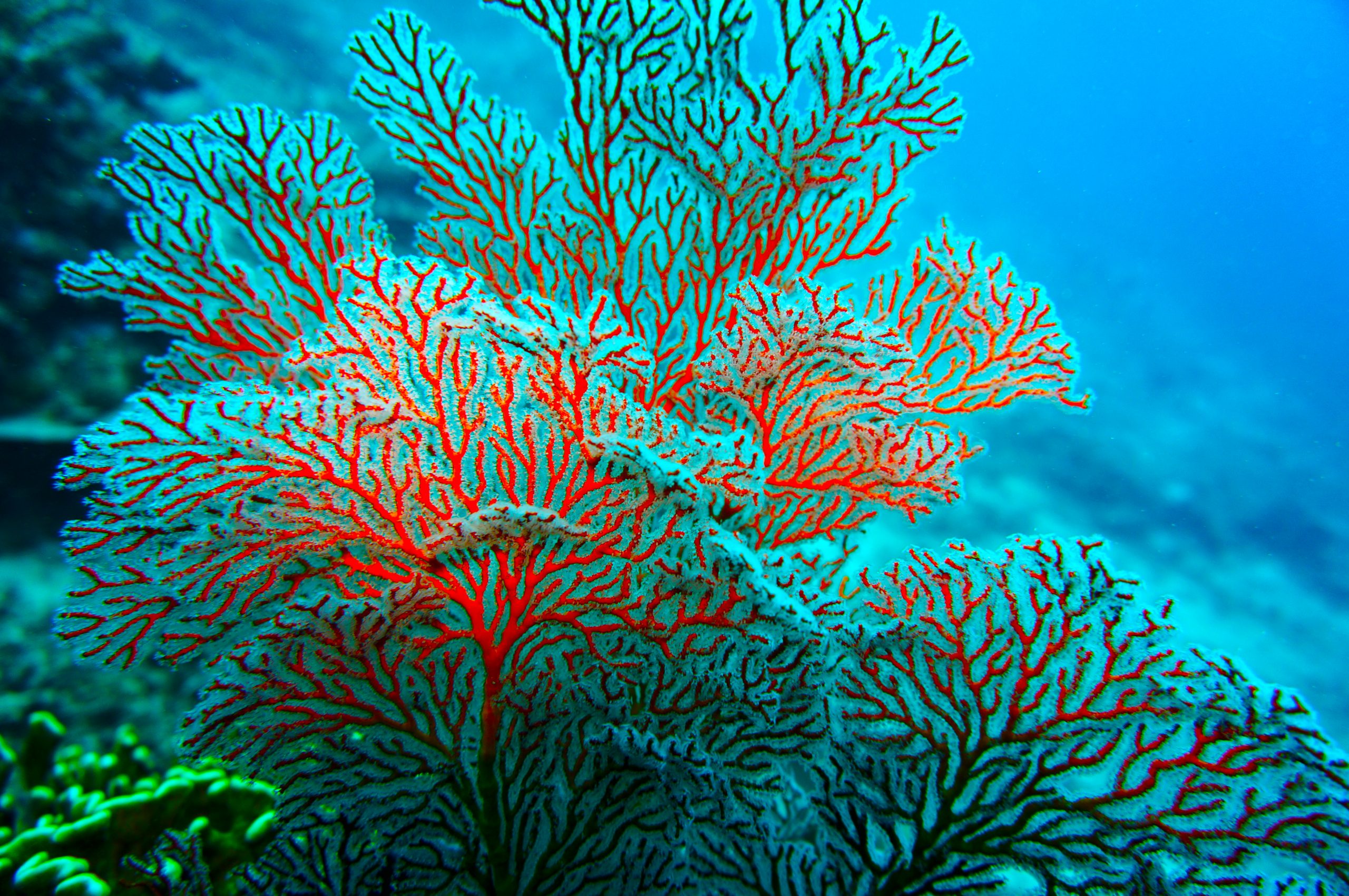 coral2