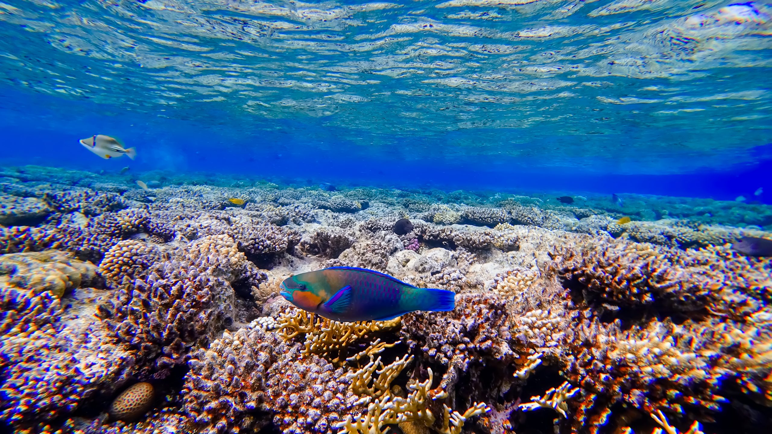 underwater world of the red sea with corals and tropical fish