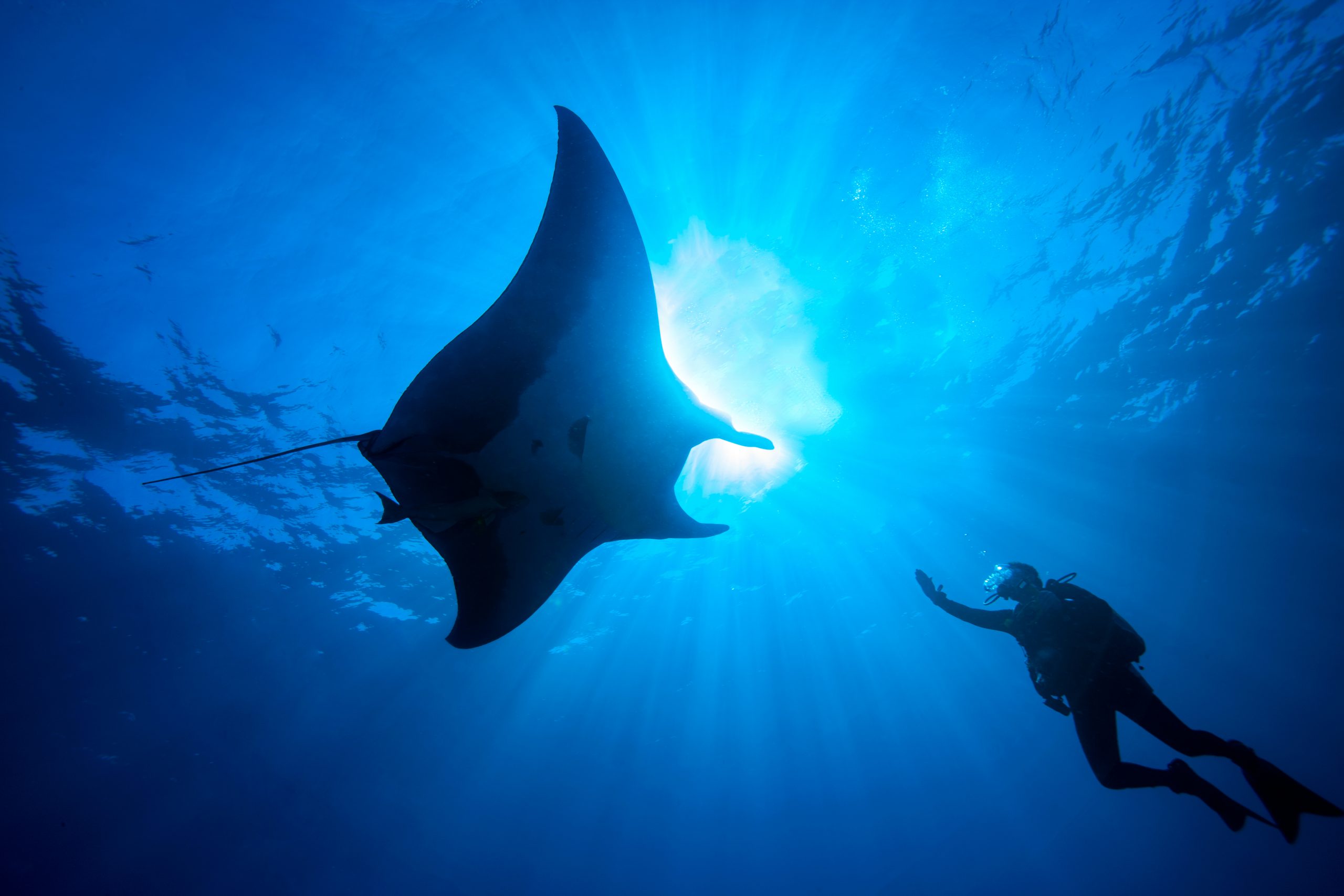 Scuba diver reaches towards a majestic manta ray underwater. ,Mexico