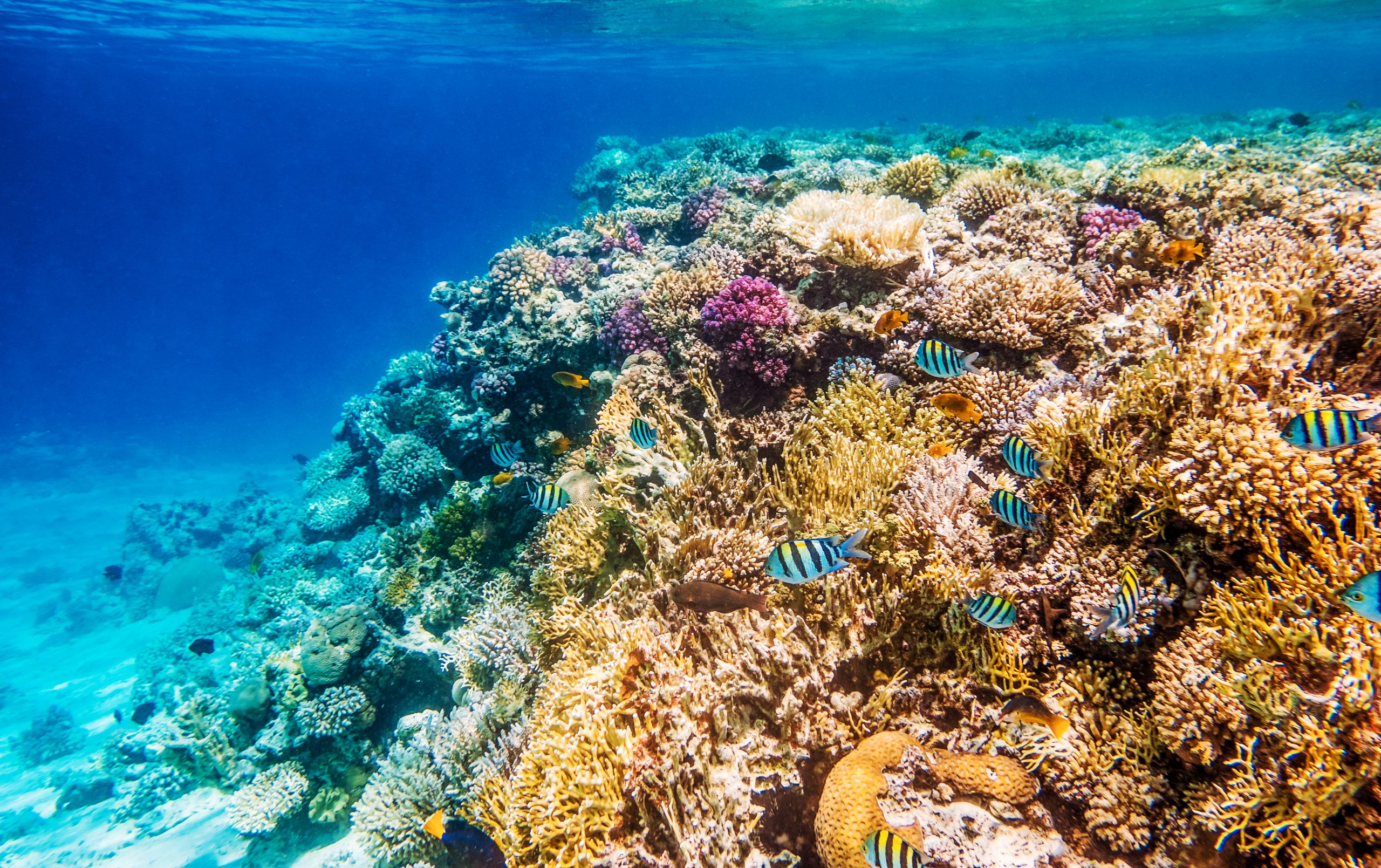 seascape with tropical fish and coral reefs