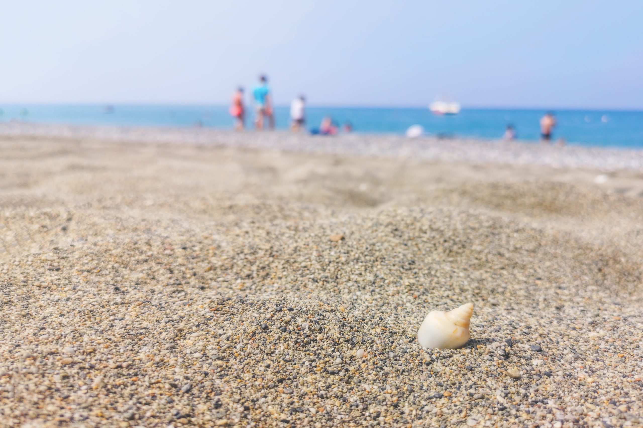 Shell on the Summer Sand Beach