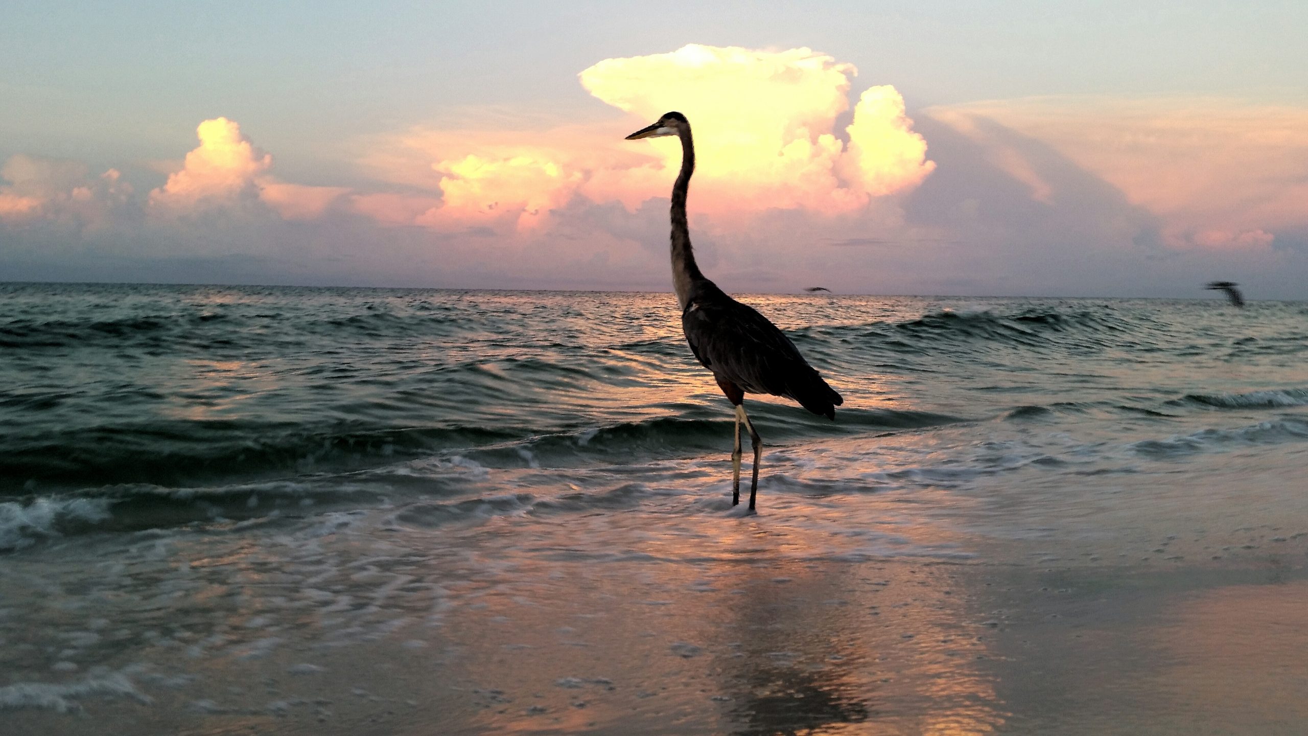 silhouetted-big-bird-on-seashore-at-sunset-watchin-2021-09-03-11-18-59-utc