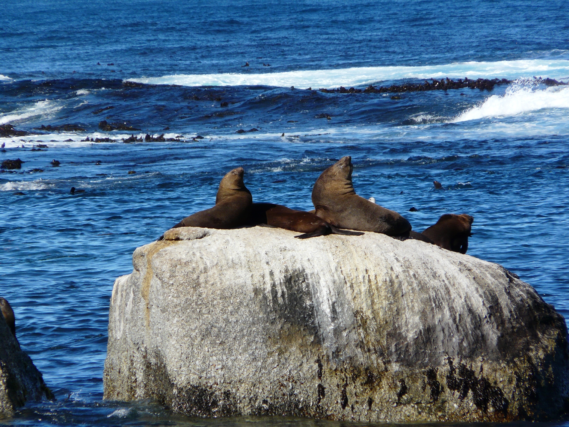 walruses